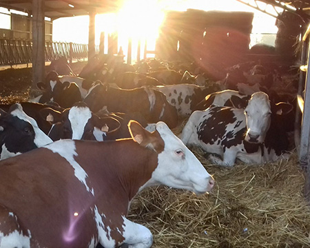 La ferme du Clos de Terre Neuve ferme laitière à Douai